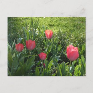Coral Red Sunny Tulips DIY Postcard
