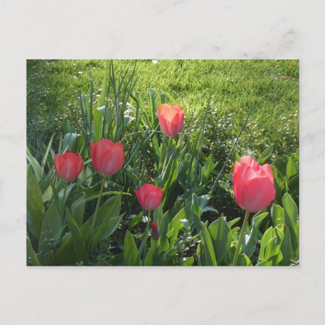 Coral Red Sunny Tulips DIY Postcard (Front)