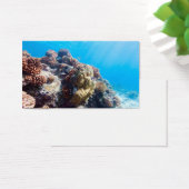 Coral reef (Desk)