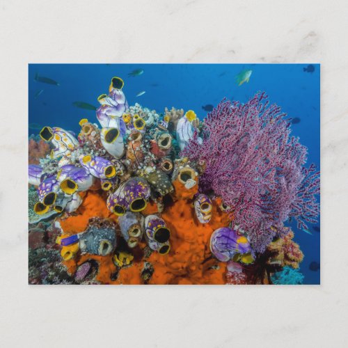 Coral Reef and Fish Postcard