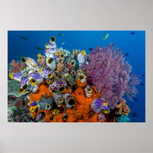 Coral Reef and Fish Poster