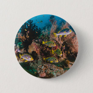 Coral Reef buttons