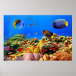 Coral Reef Colorful , Poster at Zazzle