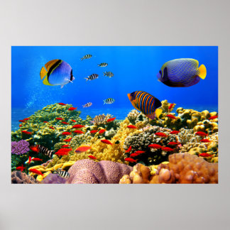 Coral reef colorful , poster
