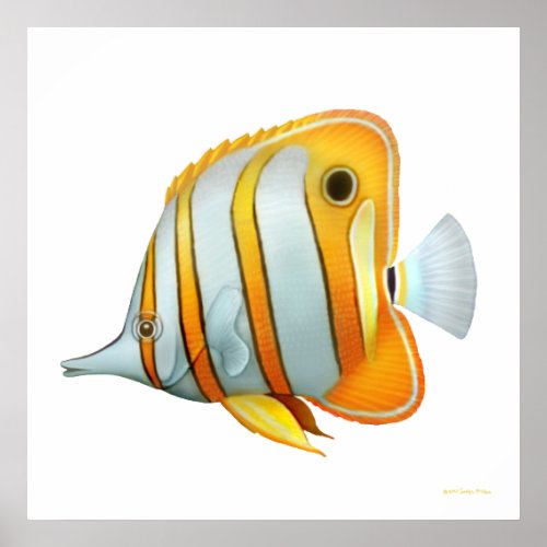 Coral Reef Copperband Butterflyfish Poster