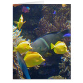 Coral Reef Fish (Front)