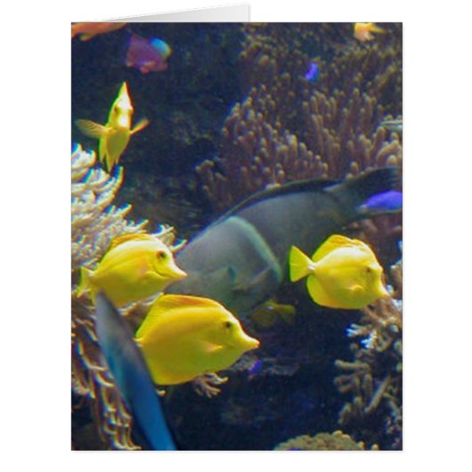 Coral Reef Fish Cards (Front)
