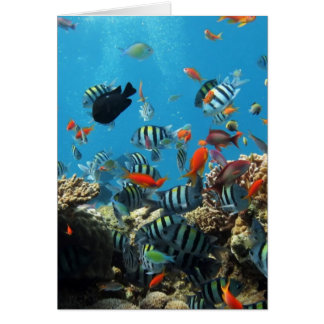 Coral Reef Fish Naturescape Cards