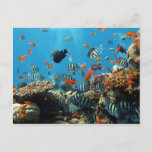 Coral Reef Fish Naturescape Postcard at Zazzle