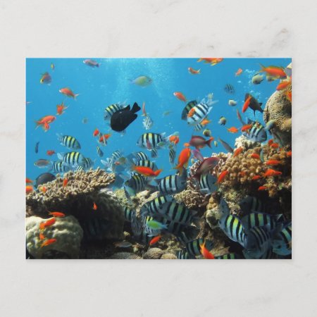 Coral Reef Fish Naturescape Postcard