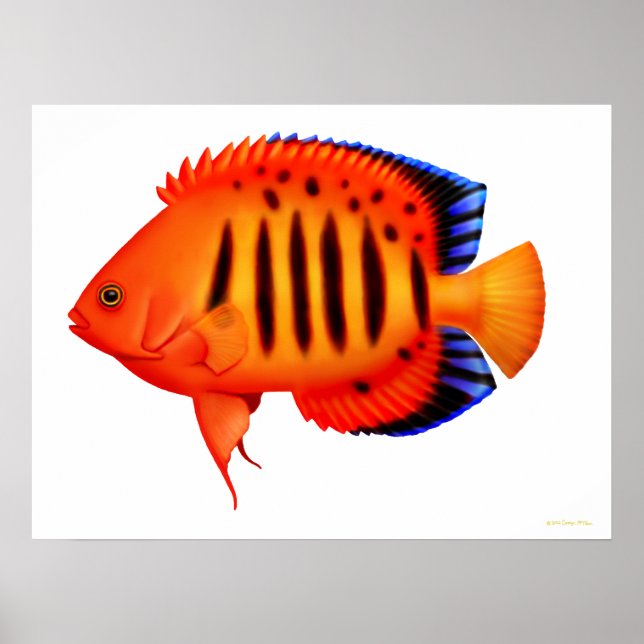 Coral Reef Flame Angelfish Poster (Front)