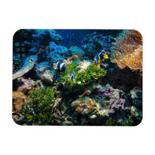 Coral Reef magnet