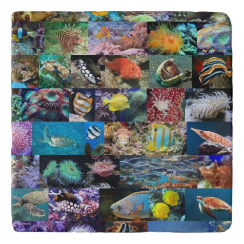 Coral Reef Marine Fish and Animals Educational Trivet