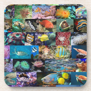 Coral Reef Marine Life: Fish and Animals, Modern Beverage Coaster