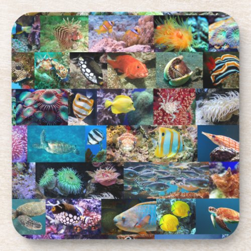 Coral Reef Marine Life Fish and Animals Modern Beverage Coaster