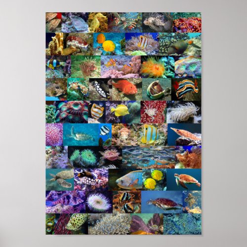 Coral Reef Marine Life Fish Animals Photos Collage Poster