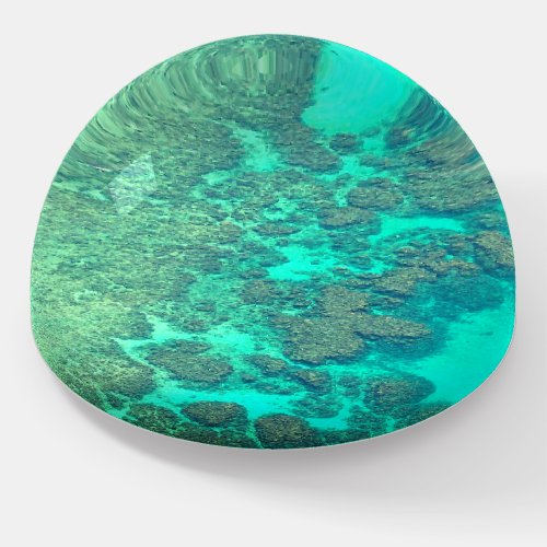 Coral reef paperweight