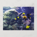 Coral-reef Photo Post Card at Zazzle