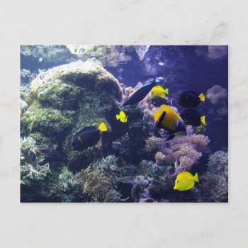 Coral-reef Photo Post Card by TheCardStore at Zazzle