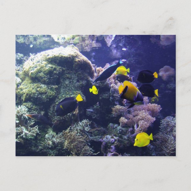 Coral-reef Photo Post Card (Front)