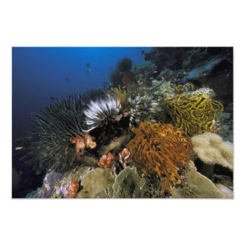 Coral reef photo print