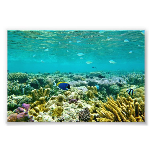 Coral Reef Photo Print (Front)