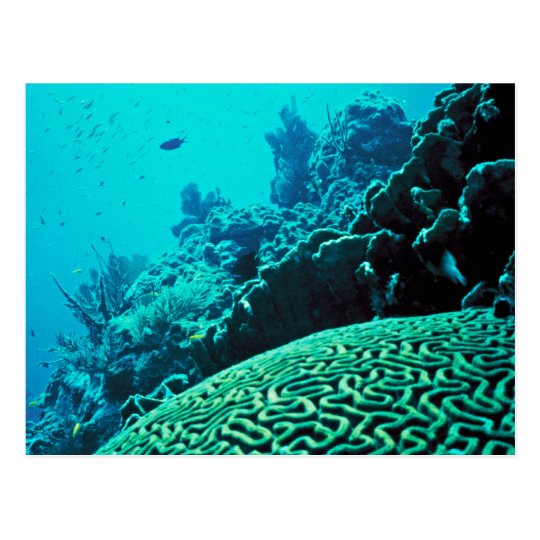 Coral Reef Postcard