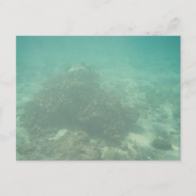 Coral Reef Postcard (Front)