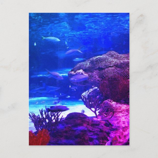 Coral Reef Postcard (Front)