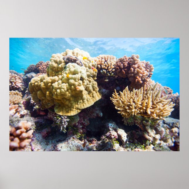 Coral reef poster (Front)