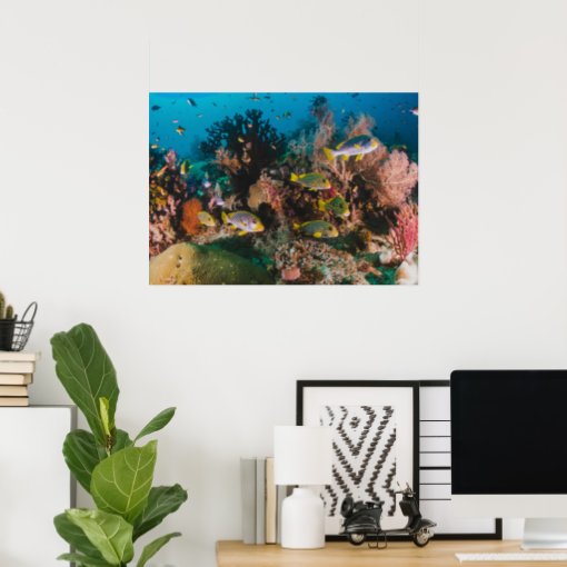 Coral Reef poster | Zazzle