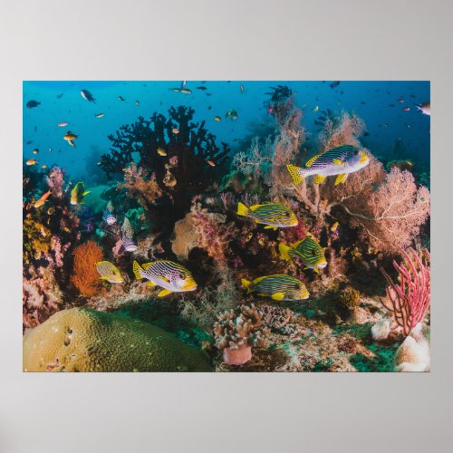Coral Reef poster
