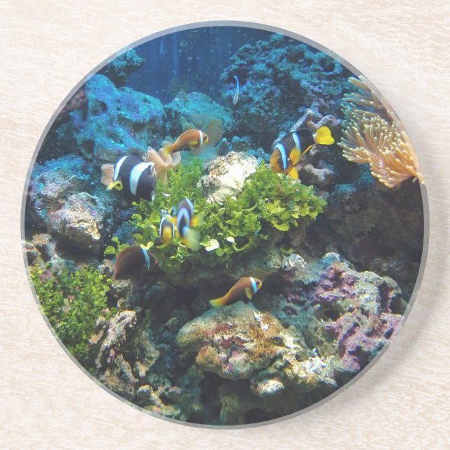 Coral Reef sandstone coaster (Front)