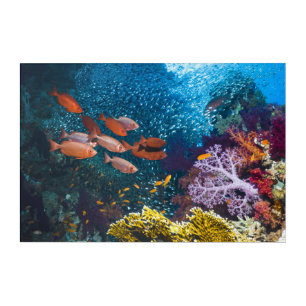 Coral Reef Scenery   Bigeye Or Goggle-Eye Acrylic Print
