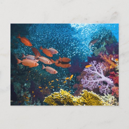 Coral Reef Scenery | Bigeye Or Goggle-Eye Postcard Coral Reef Scenery Bigeye Or Goggle_Eye Postcard
