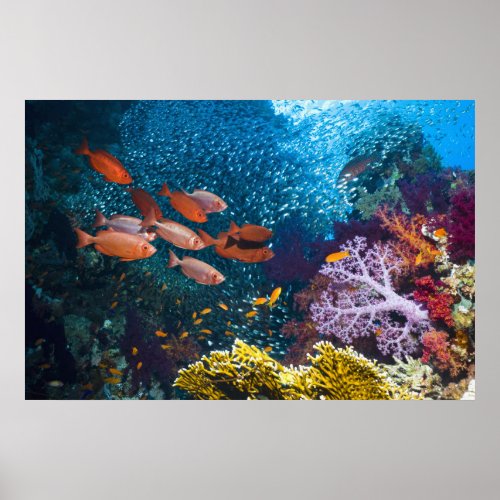 Coral Reef Scenery  Bigeye Or Goggle_Eye Poster