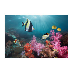 Coral Reef Scenery Moorish Idol Acrylic Print