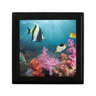 Coral Reef Scenery   Moorish Idol Gift Box
