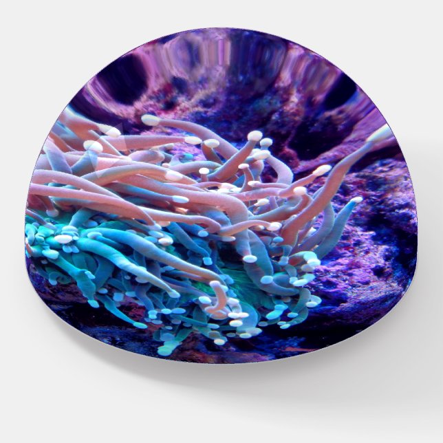 Coral reef sea anenome paperweight (Angled)