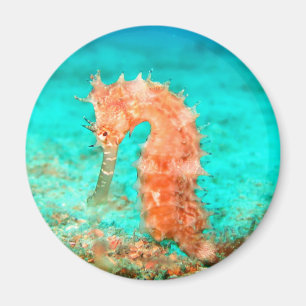 Coral reef seahorse tropical ocean magnet