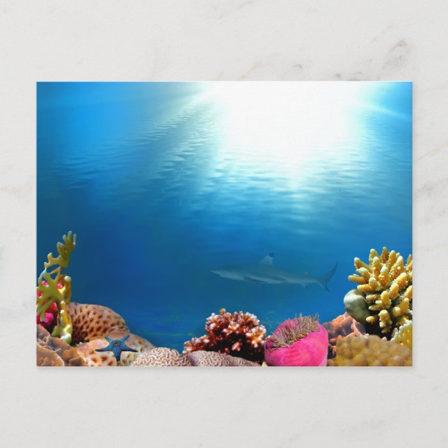 Coral Reef & Shark Postcard (Front)