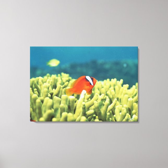 Coral reef teeming with tropical fish canvas print (Front)