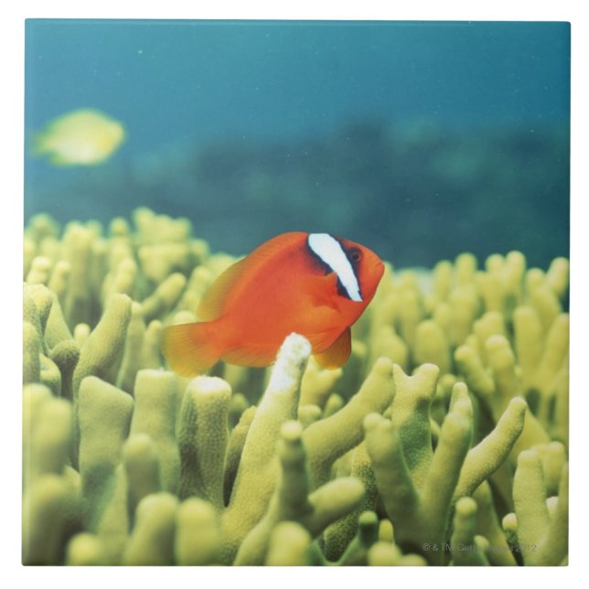 Coral reef teeming with tropical fish ceramic tile (Front)
