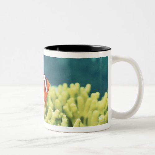 Coral reef teeming with tropical fish Two_Tone coffee mug