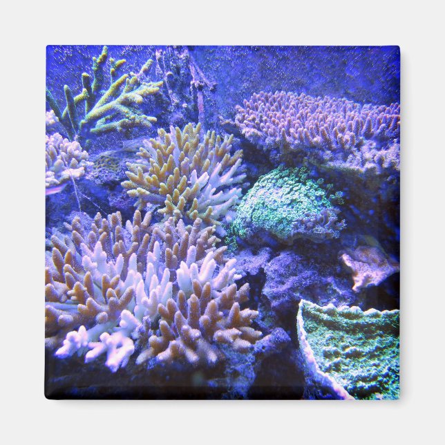 Coral reef tropical Caribbean blue purple pink Magnet (Front)