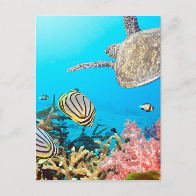 Coral Reef Turtle Naturescape Postcard (Front)