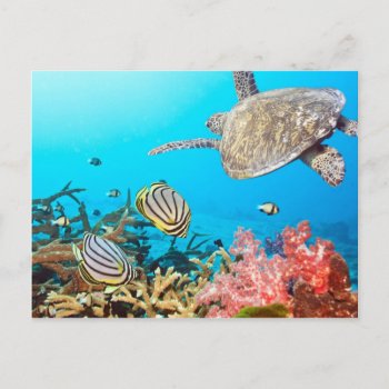 Coral Reef Turtle Naturescape Postcard by Beauty_of_Nature at Zazzle