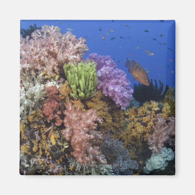 Coral reef, uderwater view magnet (Front)