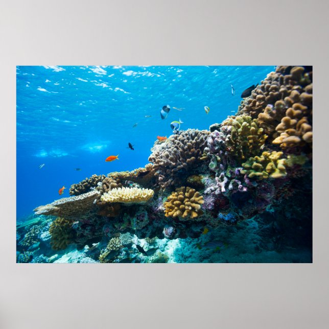 Coral reef underwater poster (Front)
