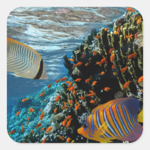Coral Reef with Fire Coral and Exotic Fishes Square Sticker